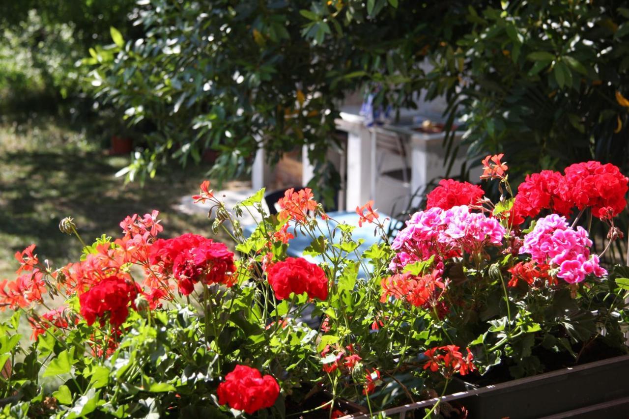 Apartman Rino Bašanija Εξωτερικό φωτογραφία